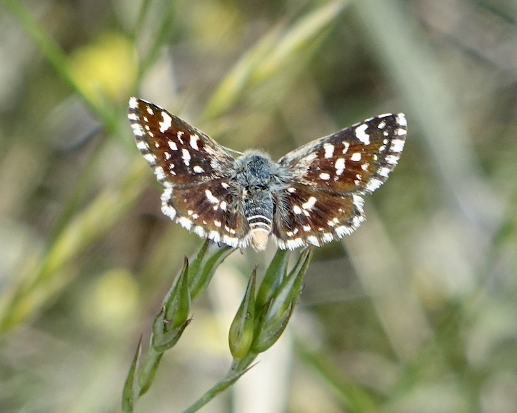 red underwing skipper